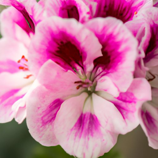 a close up of vibrant geranium flowers p 512x512 73179751