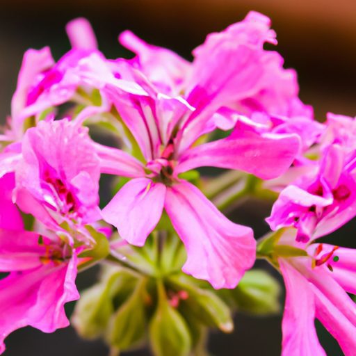 a close up of vibrant geranium flowers p 512x512 89010087