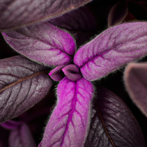 a close up of vibrant purple fuzzy leave 512x512 17509986