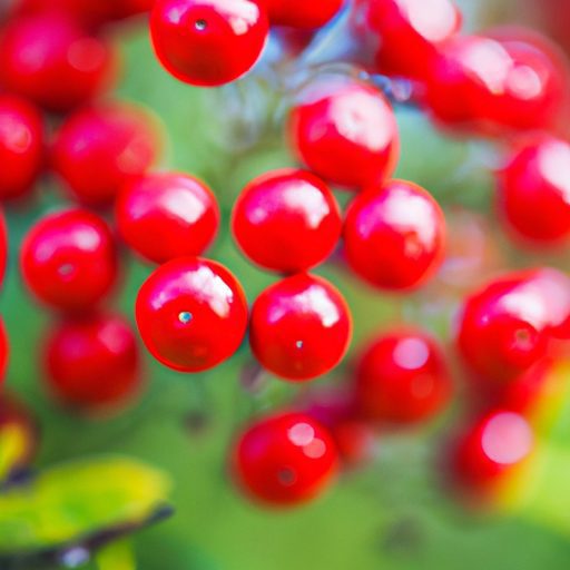 a close up of vibrant red nandina berrie 512x512 99805127