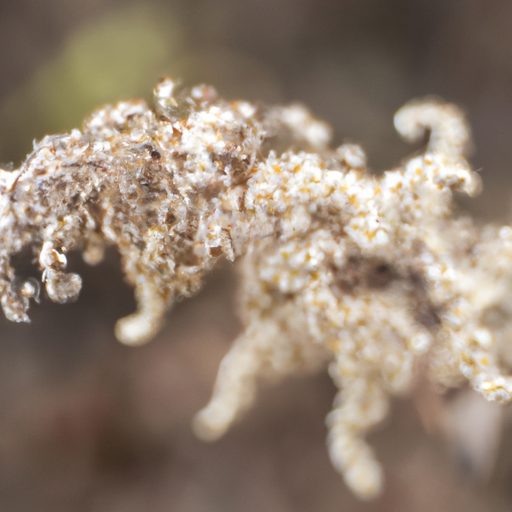 a close up of wilted withering plants ph 512x512 7286099