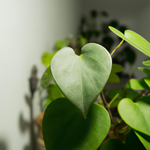 a close up photo of a heart shaped leafe 512x512 26192220