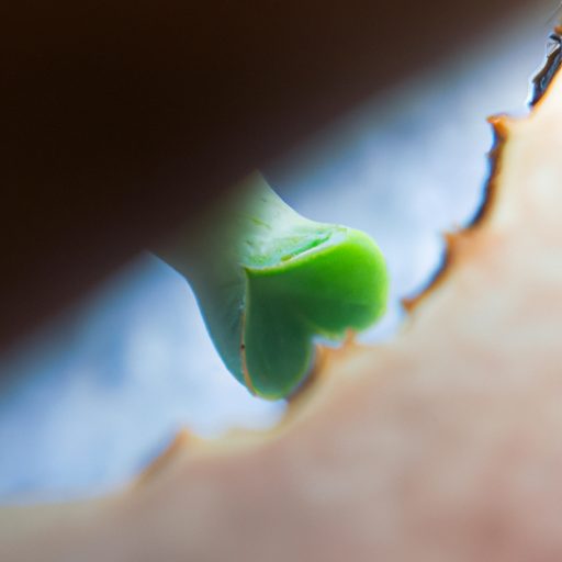 a close up photo of a succulent leaf wit 512x512 17265698