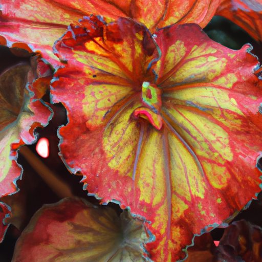 a close up photo of a vibrant begonia fl 512x512 82872643