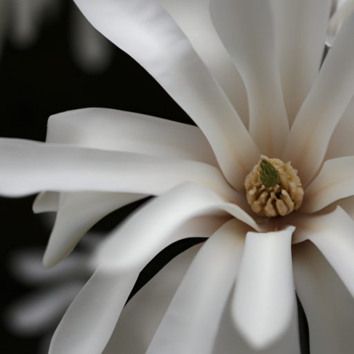 a close up photograph of a blooming star 512x512 26310583
