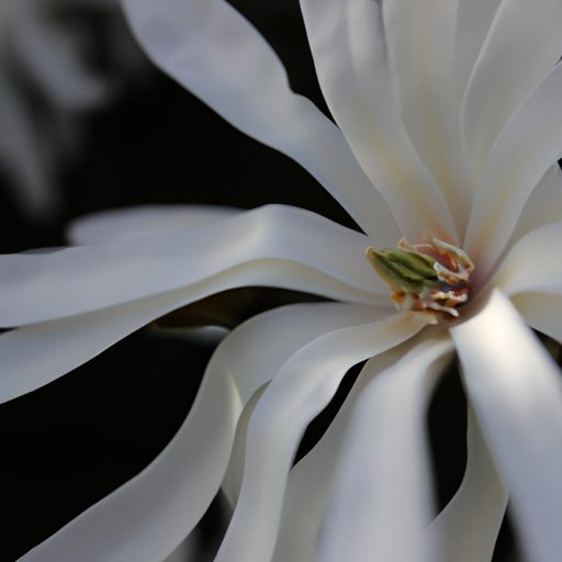 a close up photograph of a blooming star 512x512 98714810