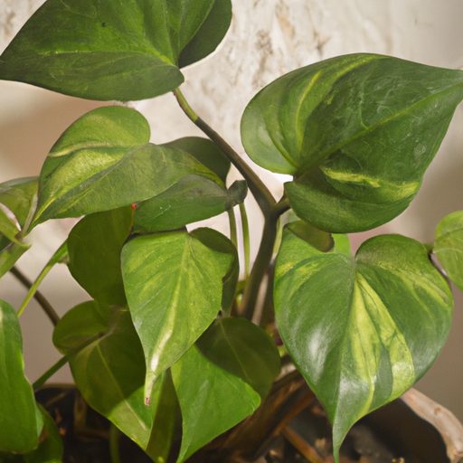 Are Chinese Money Plants Easy To Care For