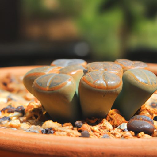 a close up photograph of a potted lithop 512x512 92496555
