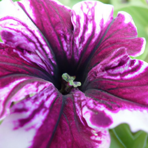 a close up photograph of a purple piroue 512x512 5367835