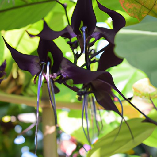 a close up shot of a black bat flower sh 512x512 62908558