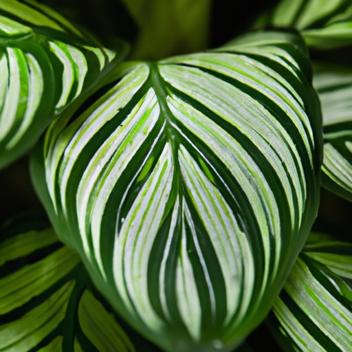a close up shot of a calathea plant show 512x512 70603568