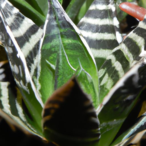 a close up shot of a haworthia fasciata 512x512 87016011