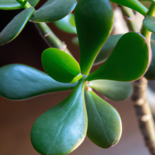 a close up shot of a healthy jade plant 512x512 87229656