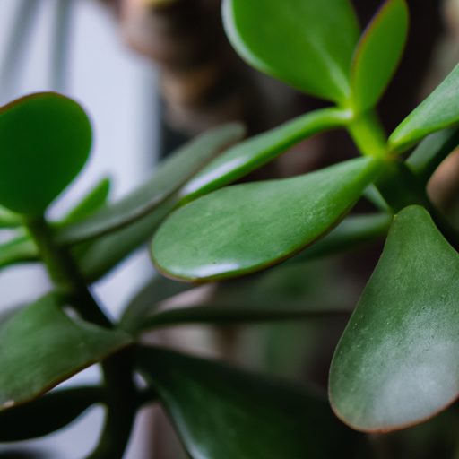 a close up shot of a healthy jade plant 512x512 93660472