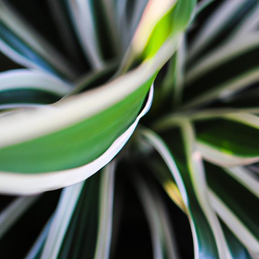 a close up shot of a spider plant with i 512x512 67682741