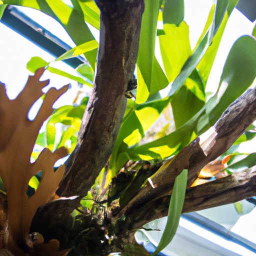 a close up shot of a staghorn fern plant 512x512 59367151