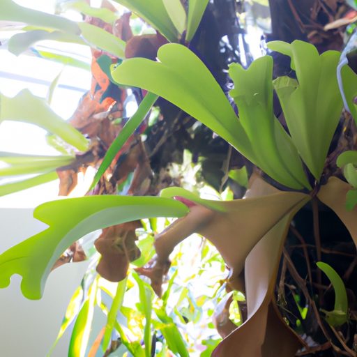 a close up shot of a staghorn fern plant 512x512 9581799