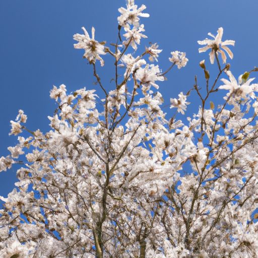 a close up shot of a star magnolia tree 512x512 71059146