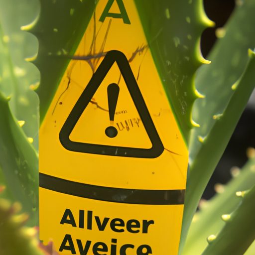 a close up shot of an aloe plant with a 512x512 1669851