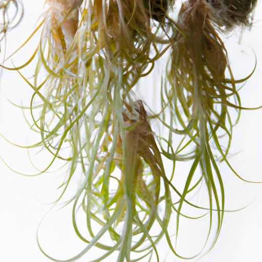 a cluster of suspended air plants wrappe 512x512 28817078