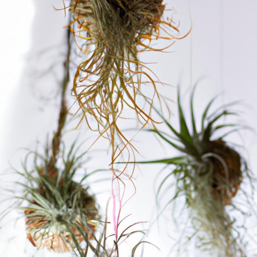 a cluster of suspended air plants wrappe 512x512 50295915