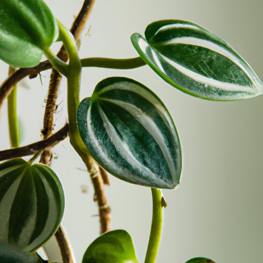 a coin leaf peperomia thriving indoors p 512x512 43194681