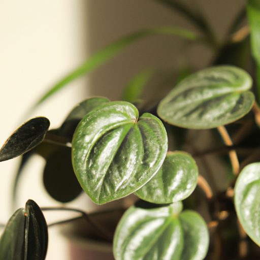 a coin leaf peperomia thriving indoors p 512x512 81343149