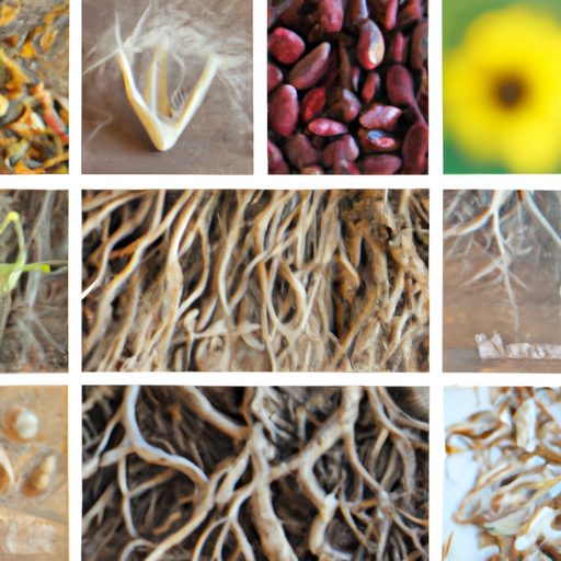 a collage of stems roots and seeds photo 512x512 64842832