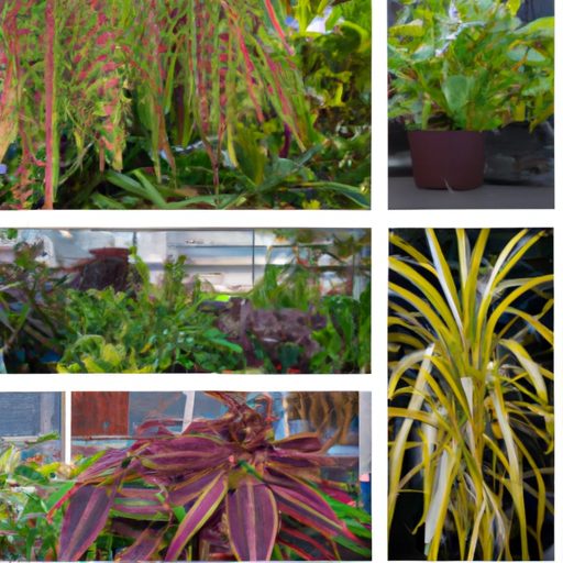 a collage of various indoor plants displ 512x512 32353227