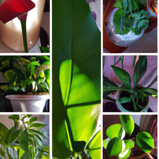 a collage of various indoor plants some 512x512 90713183