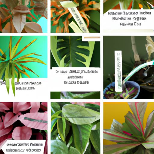 a collage of various indoor plants with 512x512 61982468