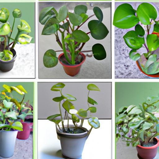 a collage of various money plant species 512x512 5961905