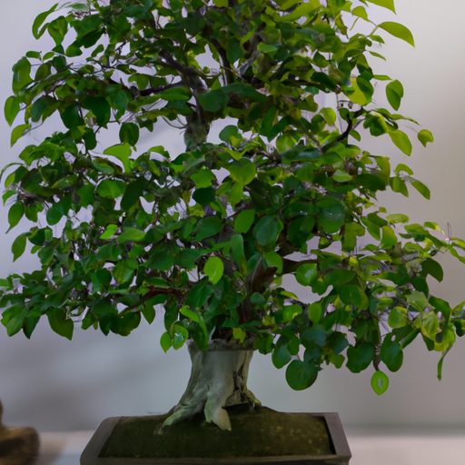 a collection of small bonsai trees showc 512x512 10906218