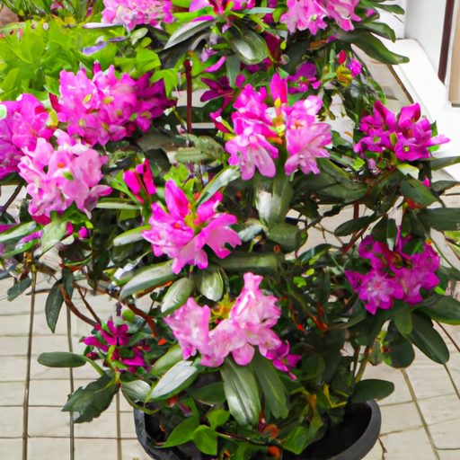 a colorful rhododendron indicum plant in 512x512 14714021