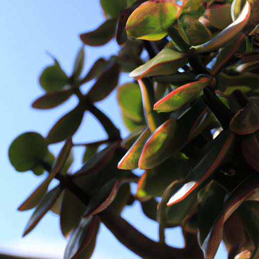 a crassula ovata plant with scorched lea 512x512 63138330