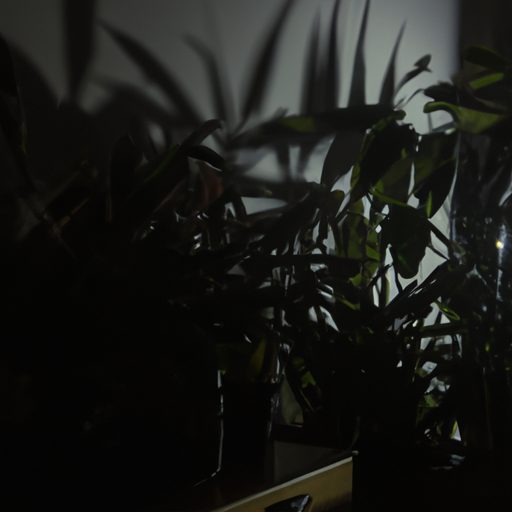 a dimly lit room with black plants casti 512x512 52968914