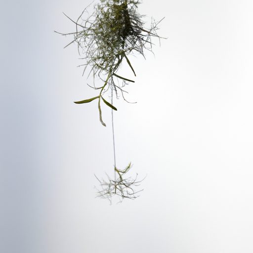 a floating spanish moss in mid air photo 512x512 16550664