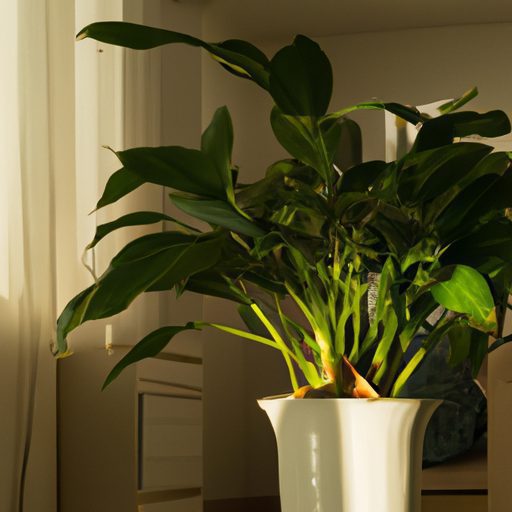 a flourishing aspidistra elatior plant i 512x512 52857262
