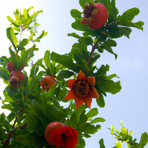 a flourishing pomegranate tree symbolizi 512x512 37218196