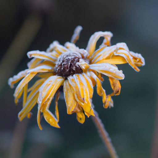a frost covered flower with wilted petal 512x512 63558444