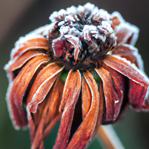 a frost covered flower with wilted petal 512x512 98466533