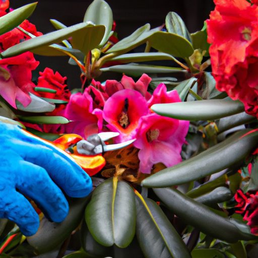 a gardener inspecting a vibrant rhododen 512x512 31722724