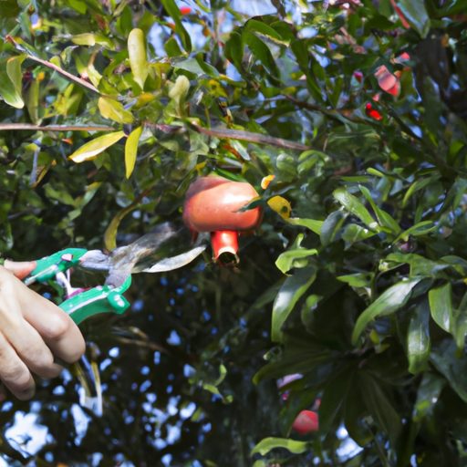 a gardener pruning a pomegranate tree ph 512x512 32885354