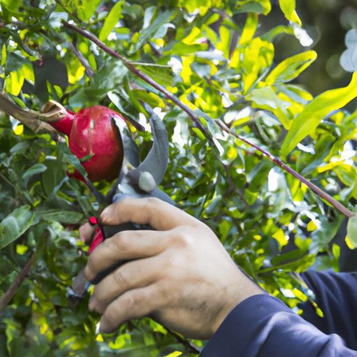 a gardener pruning a pomegranate tree ph 512x512 85161339