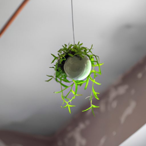 a green kokedama hanging from the ceilin 512x512 27880992