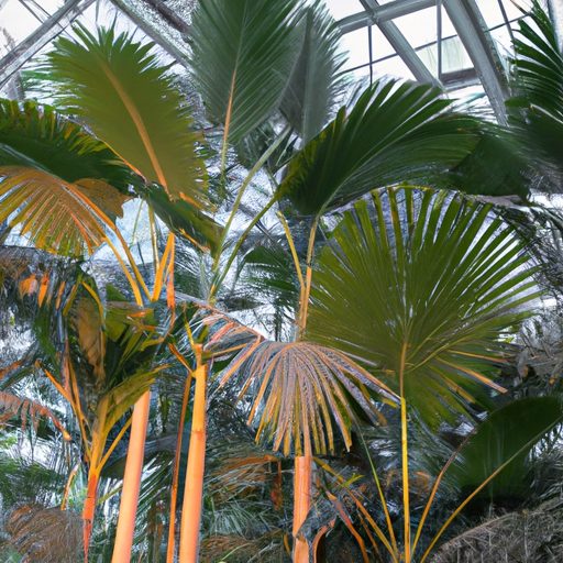 a group of tall elegant lady palms with 512x512 92658540