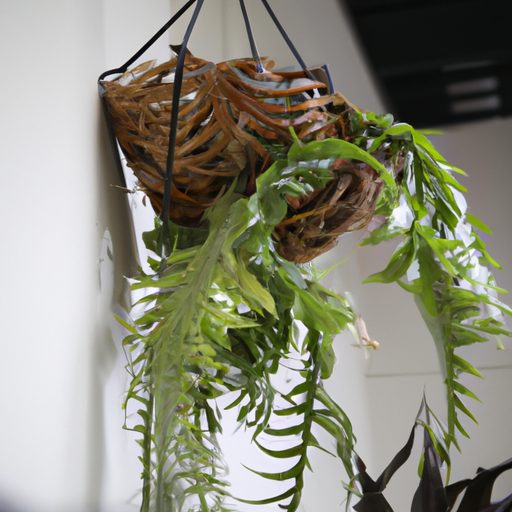 a hanging basket with a staghorn fern it 512x512 46965155