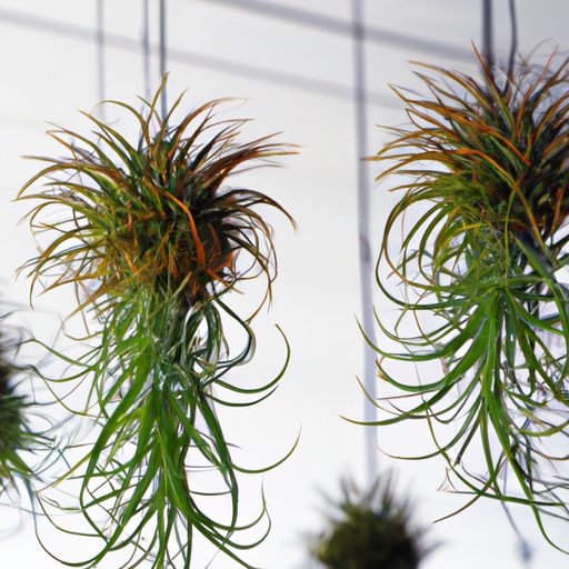 a hanging display of vibrant air plants 512x512 31407543