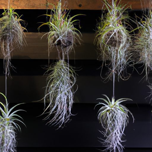 a hanging display of vibrant air plants 512x512 94199391