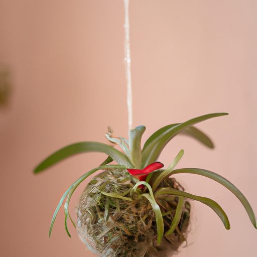 a hanging kokedama with vibrant flowers 512x512 79122810